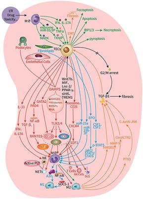 Interaction Between Intrinsic Renal Cells and Immune Cells in the Progression of Acute Kidney Injury